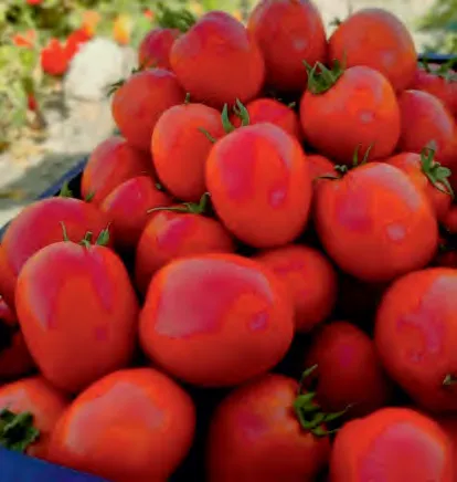 MONIRA — Tomato Seeds