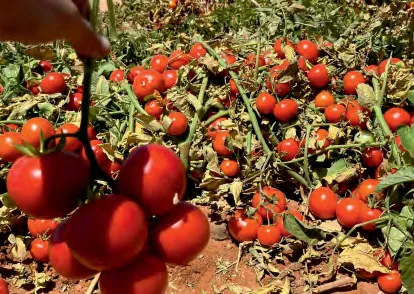 NABILA — Tomato Seeds