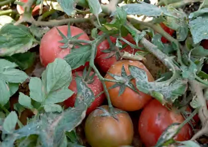 NHAWAND — Tomato Seeds