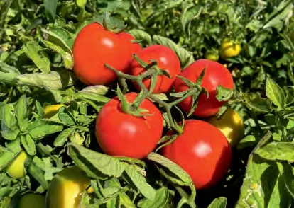 NO 1 — Tomato Seeds
