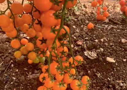 ORANG 448 F1 — Tomato Seeds
