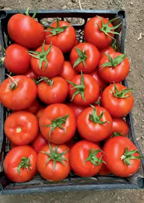 PASTELLA — Tomato Seeds