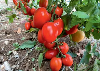 ROMA 077 — Tomato Seeds