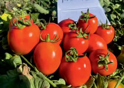 SAFINAR — Tomato Seeds