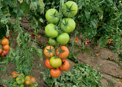 SAMIRA — Tomato Seeds