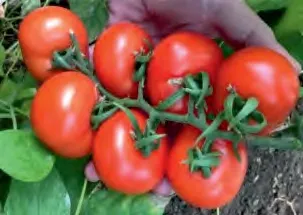 SMALL CLUSTER 419 F1 — Tomato Seeds