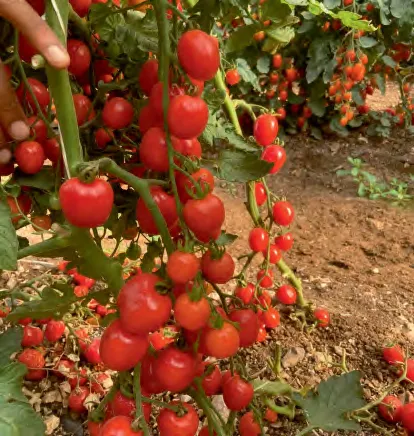 T.C.O. 280 F1 — Tomato Seeds