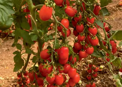 T.C.P. 883 F1 — Tomato Seeds