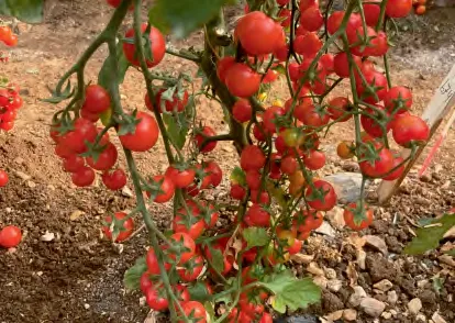 T.C.R. 278 F1 — Tomato Seeds