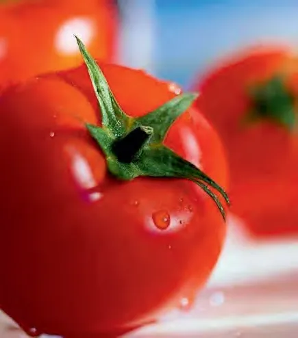 TEEA 040 F1 — Tomato Seeds