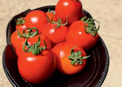 TOMA TOP — Tomato Seeds