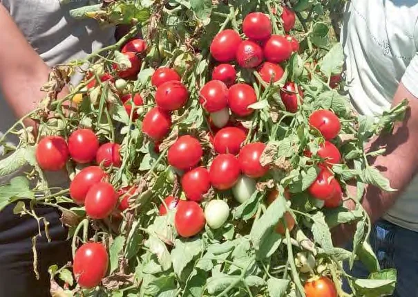 ZAHIA — Tomato Seeds