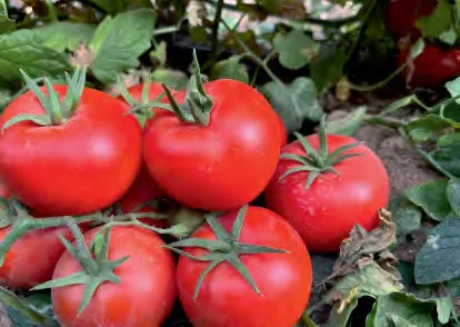 ZEINA 111 — Tomato Seeds